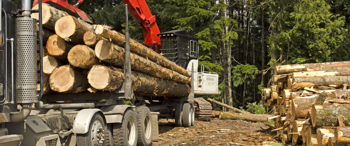 EUGENE, OR, USA - MARCH 19, 2014: A log loader or forestry machine loads the rear trailer on a log truck at the site landing in southern Oregon