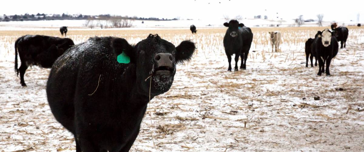 Nebraska cattle in a field during winter.