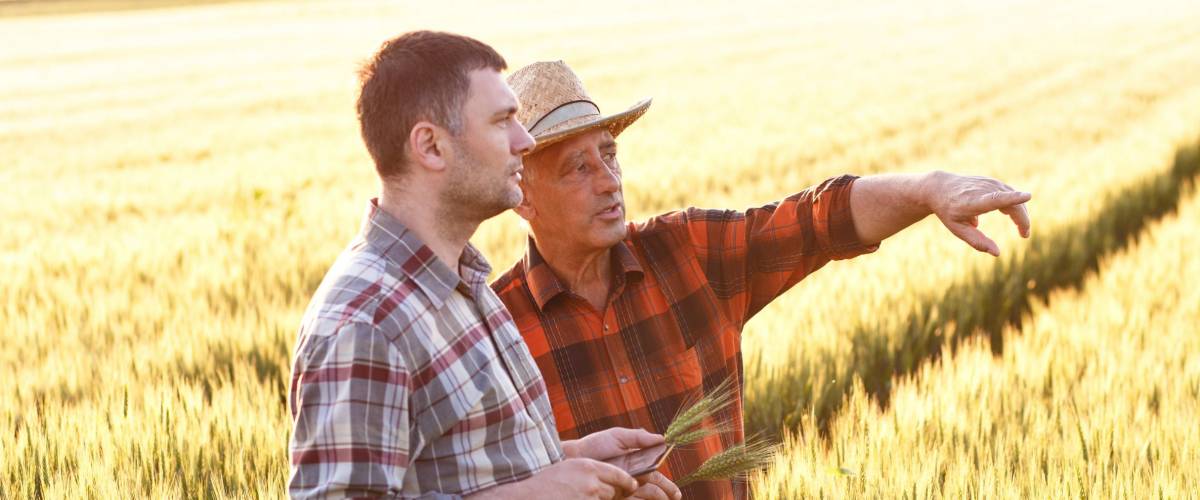 Two farmer standing in a wheat field with tablet, They are examining corp at sunset.