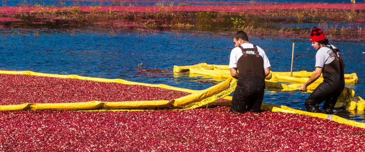 Carlisle, MA, USA – October 17, 2014: Workers gather bright red cranberries in flooded bog during annual fall cranberry harvest.