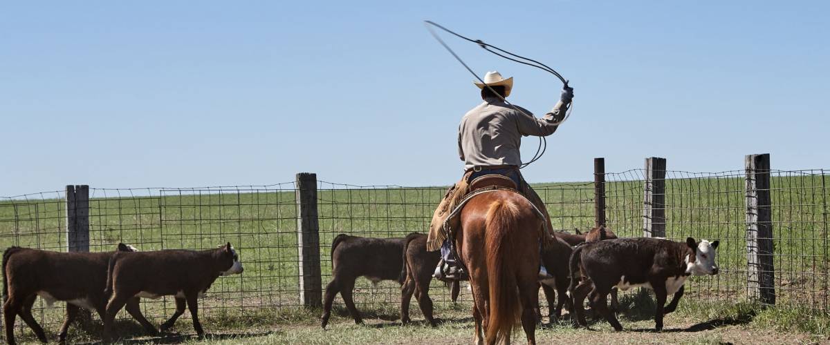 Horseback riding cowboy herding cattle with lasso rope at farm on sunny day, Kansas, USA