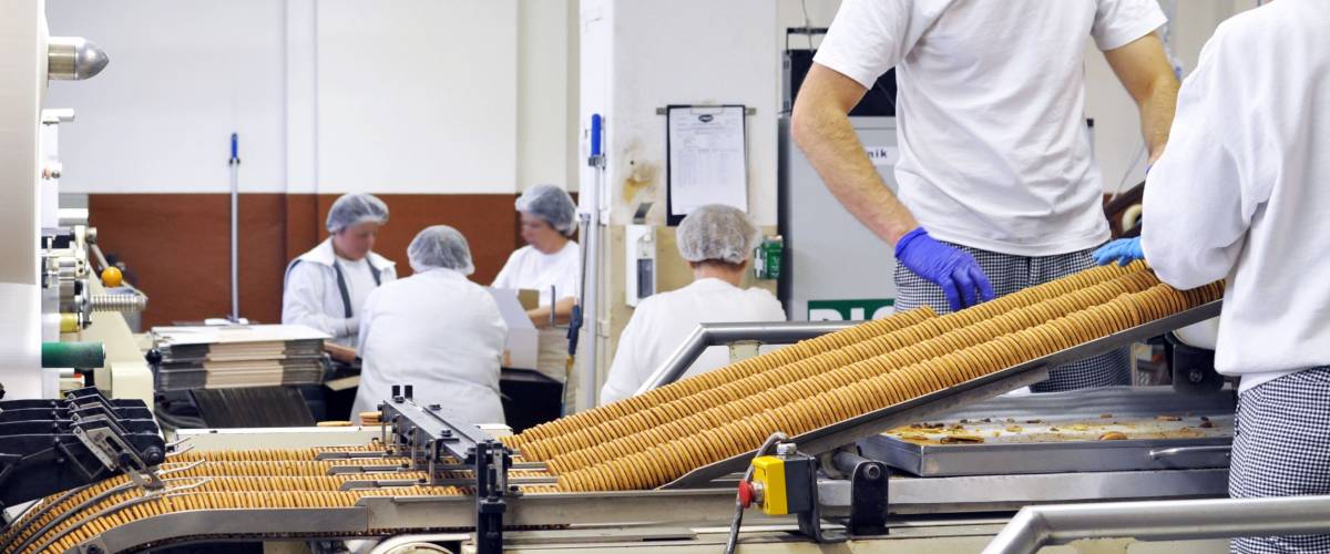 workers sort biscuits on a conveyor belt in a factory - production in the food industry