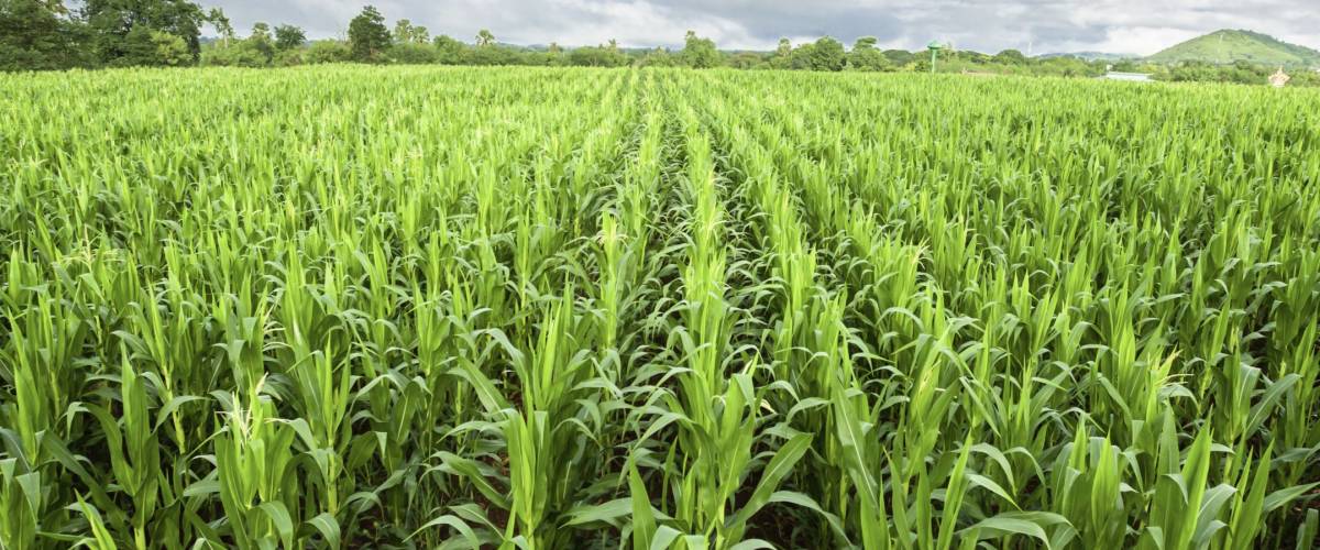 cornfield and blue sky