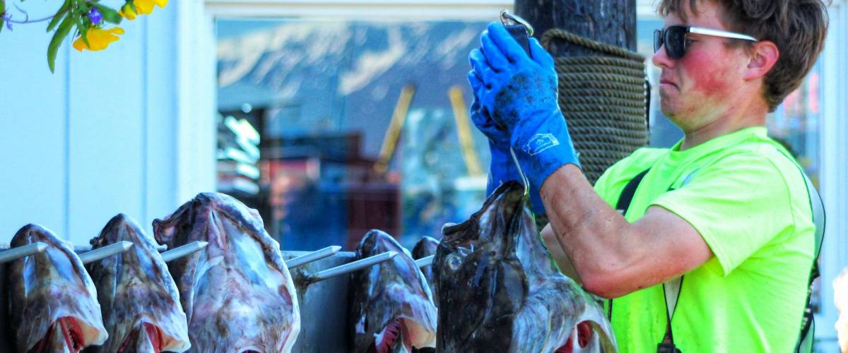 Homer, Alaska- June 10, 2018: Local Fisherman weighs 69 pound Halibut with other smaller halibut hanging behind it. Homer is the self proclaimed halibut capital of the world.