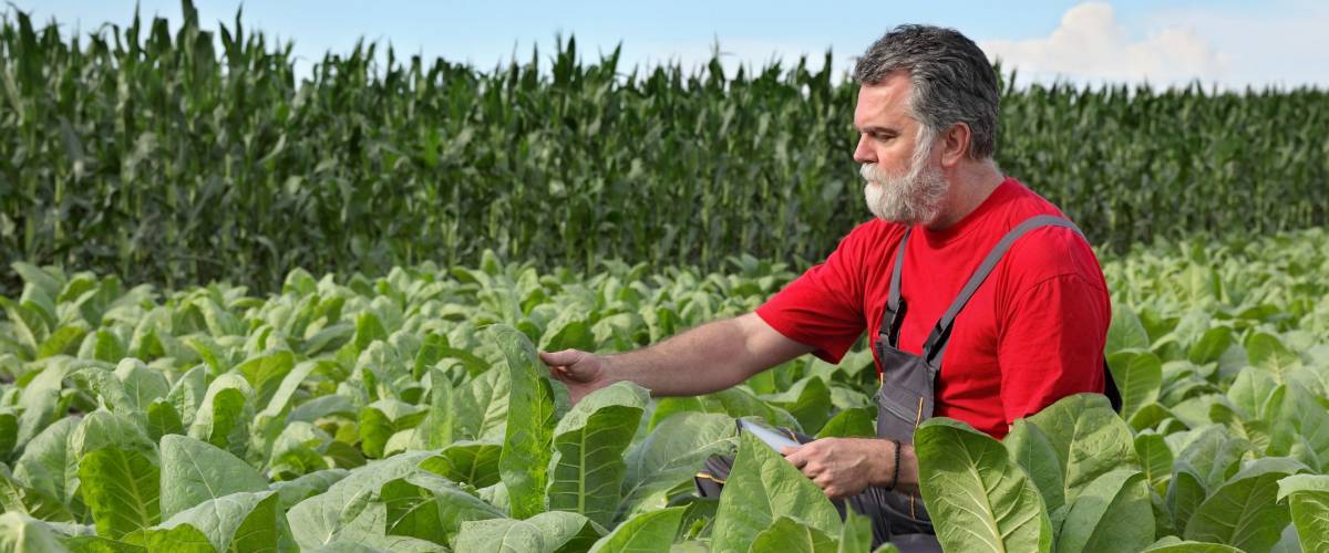 Farmer or agronomist examine tobacco plant field using tablet