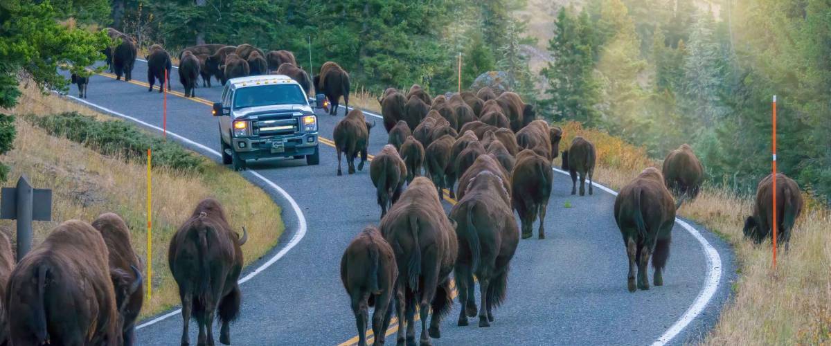 A vehicle stopped while a herd of large bison walk past it on a highway in the Lamar Valley, Yellowstone National Park.