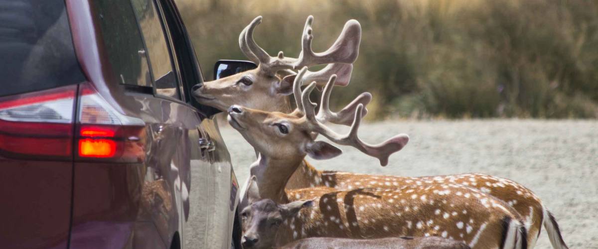 Feeding wildlife from a vehicle