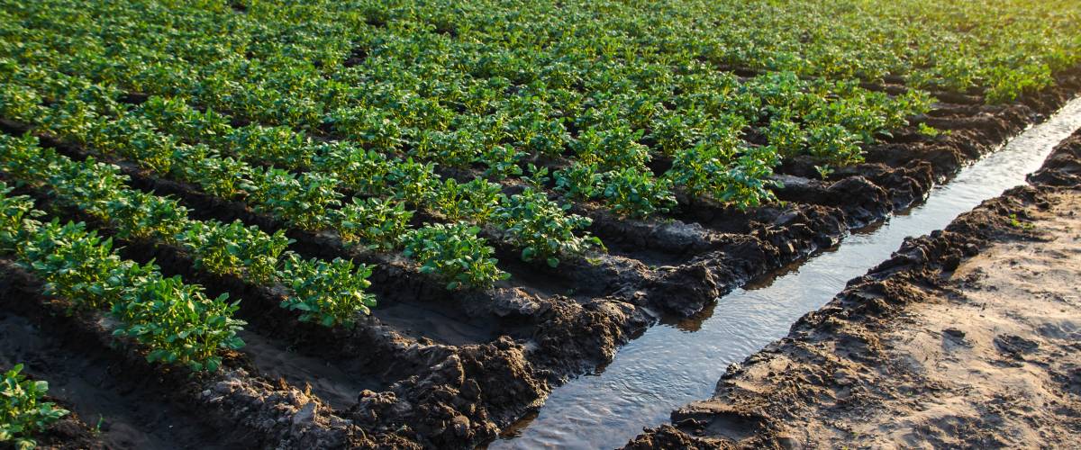 Irrigation canal with water on a farm plantation.