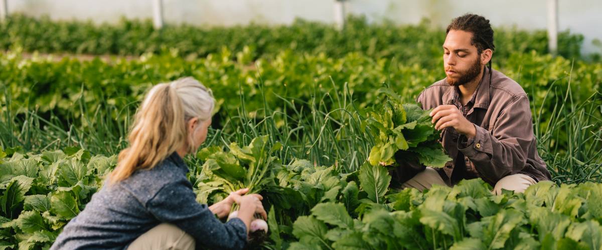 Two farmers harvest vegetables