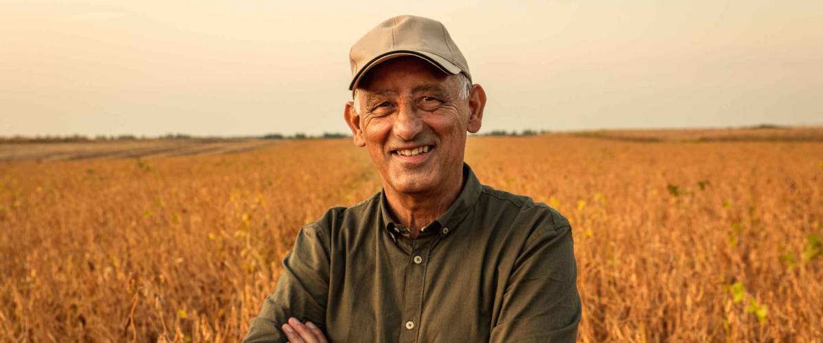 Portrait of senior farmer standing in soybean field examining crop at sunset.