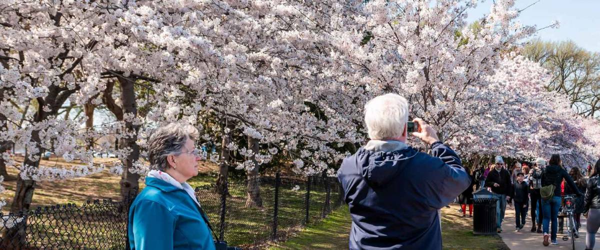 Washington DC, USA - April 5, 2018: Tourists senior people taking pictures by Tidal Basin lake pond cherry blossom sakura trees in spring during festival at National mall