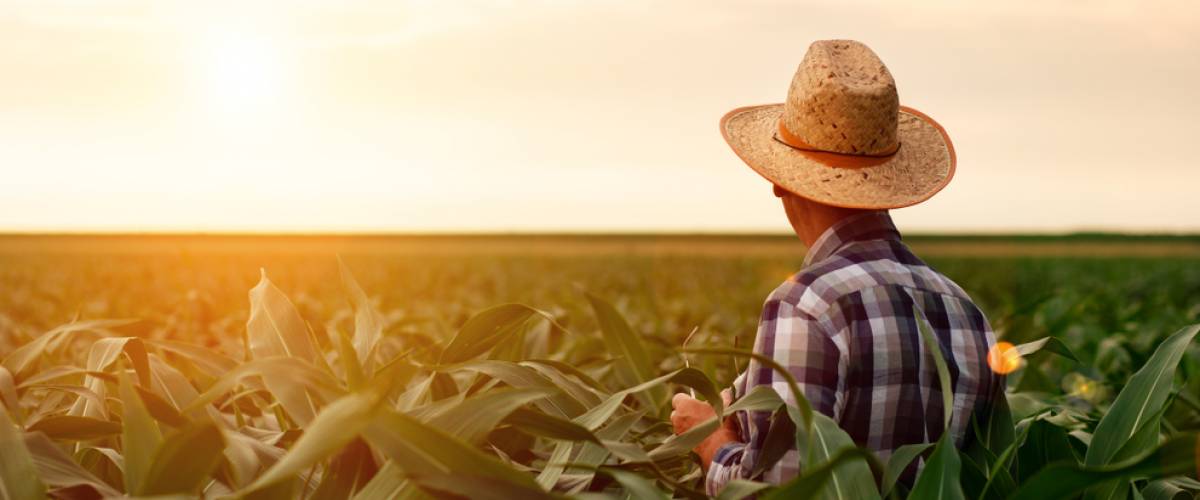 Rear view of senior farmer standing in corn field examining crop at sunset.