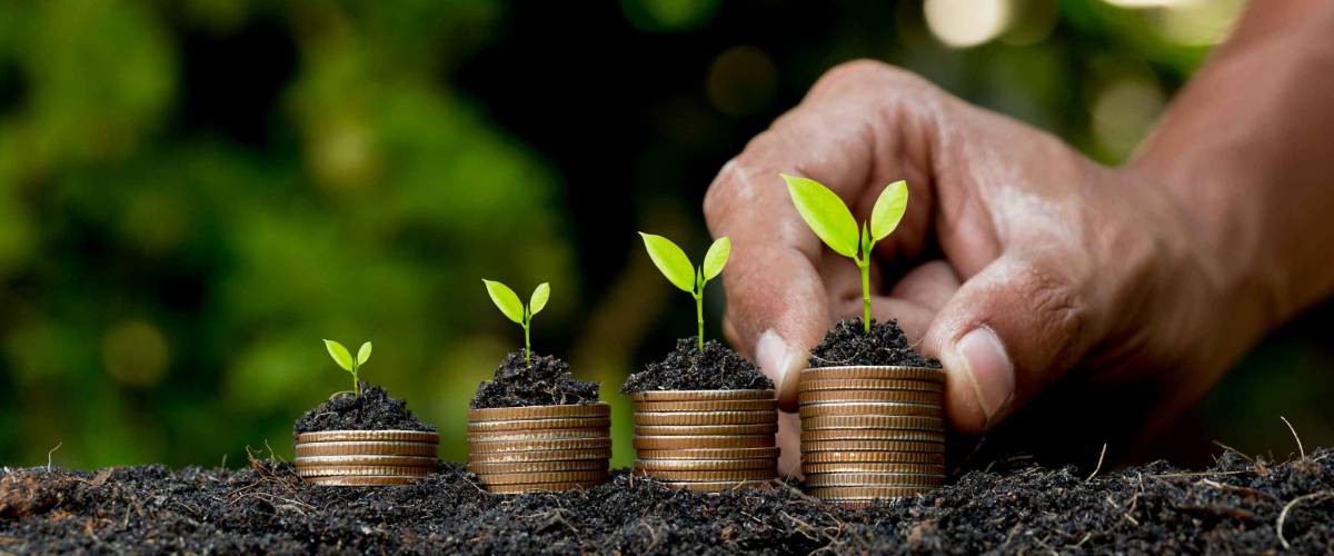 Hand putting coin on coin stack growing graph with green bokeh background,investment concept.tree growing on coin,Business Finance and Save Money concept