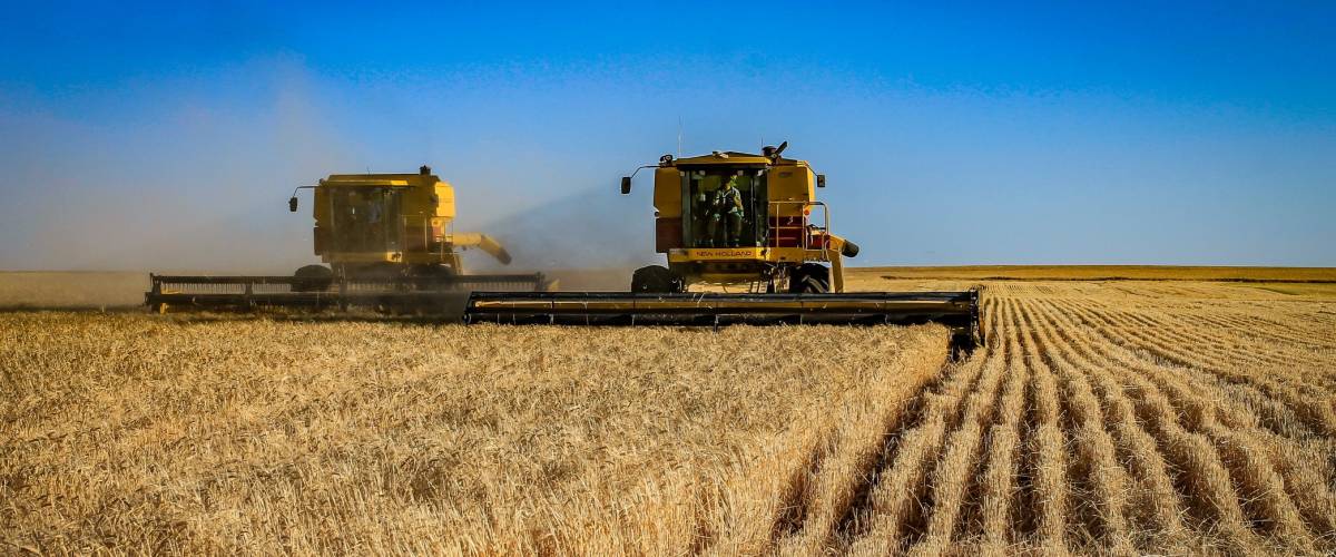 Two harvesting machines working in a field of wheat