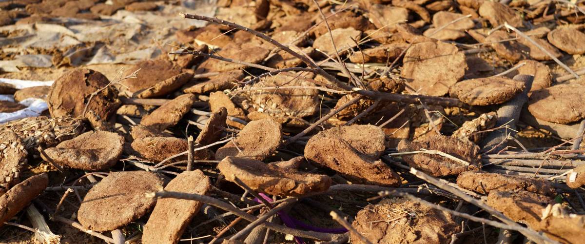 Hot sunny weather, Beautiful Cow dung chips or Cow dung cakes placed on wooden sticks for dryness. Manure cakes for Havan kund and religious programme.