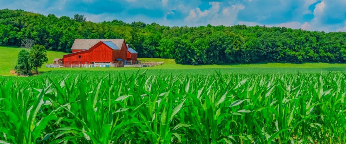 A red barn next to a corn field