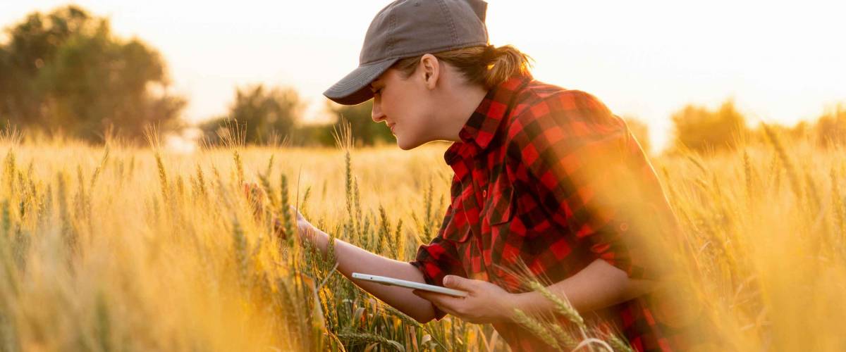 A woman farmer examines the field of cereals and sends data to the cloud from the tablet. Smart farming and digital agriculture.