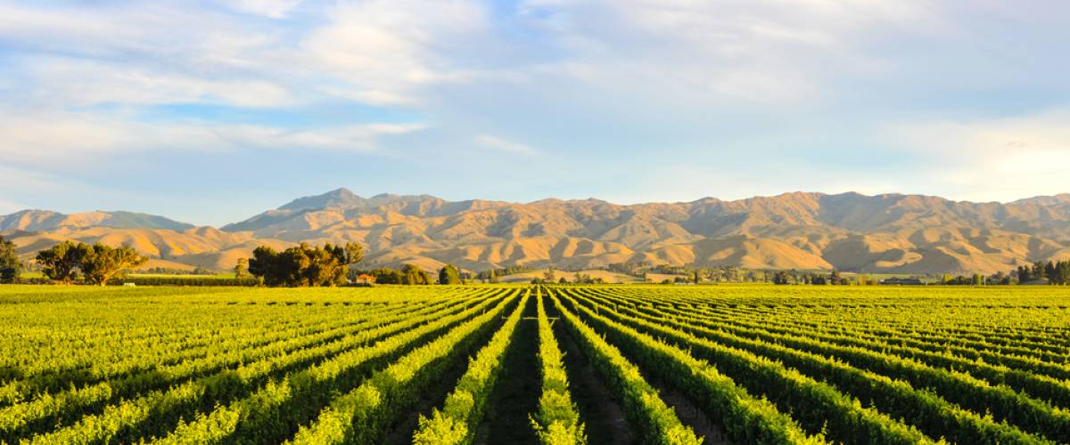 Row of beautiful grape yard before sunset
