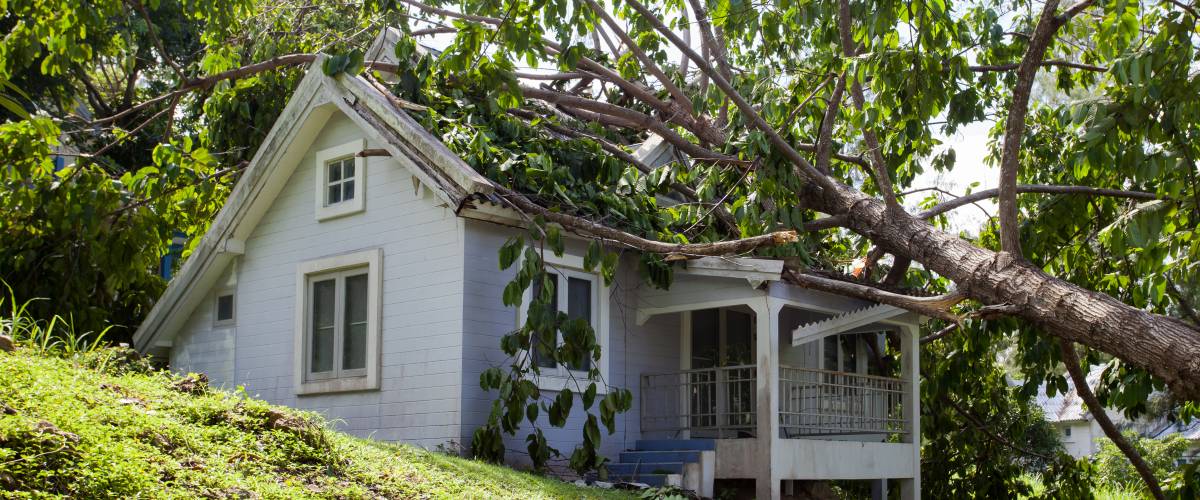 Tree falling on house