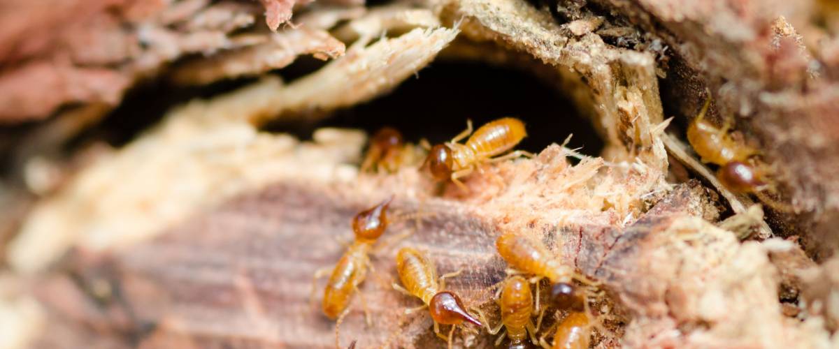 Termite attack - close up of termites