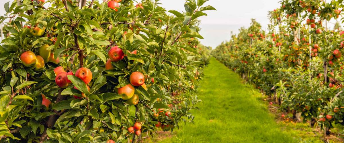 Fruit trees with harvest ripe red apples in a modern Dutch apple orchard with espaliers at the end of the summer season. Fresh green grass grows between the long rows of fruit trees.