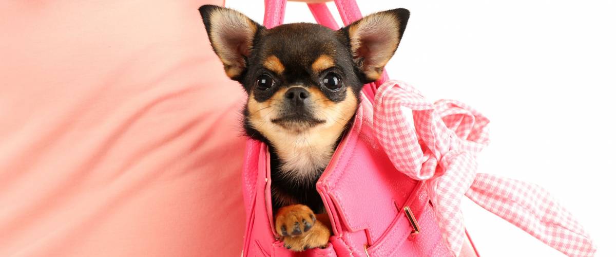 Puppy in a bag