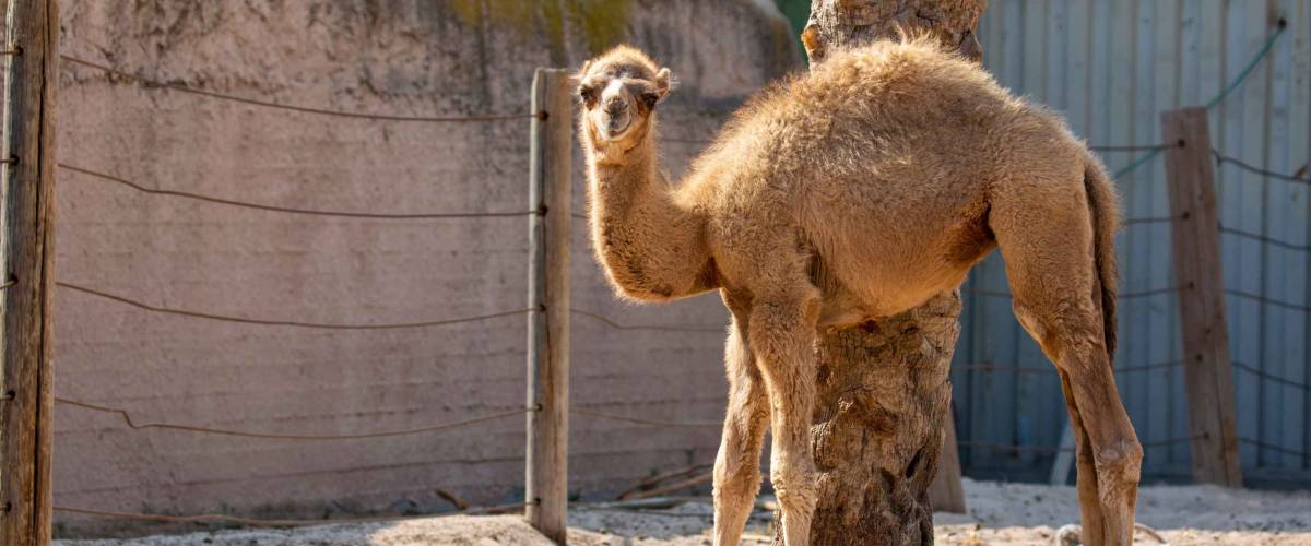 Baby camel standing and looking at the camera