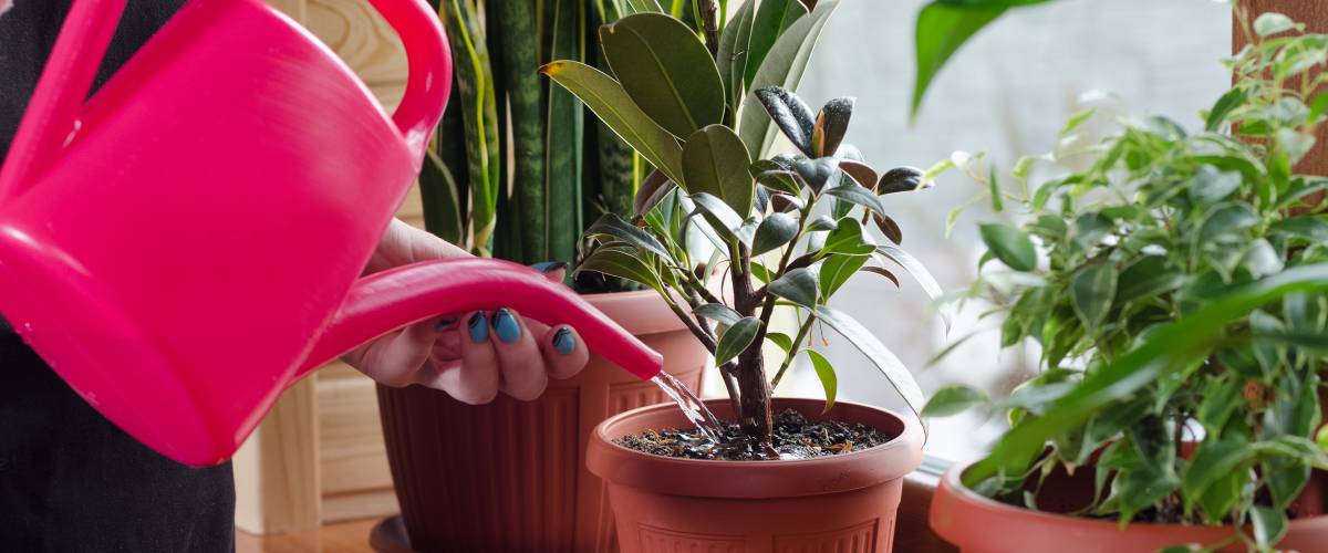 Person watering houseplants using pink watering can