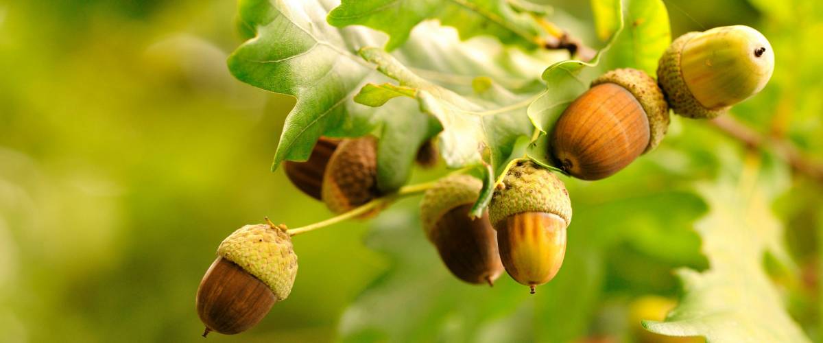 Acorns fruits. Closeup acorns fruits in the oak nut tree against blurred green background.