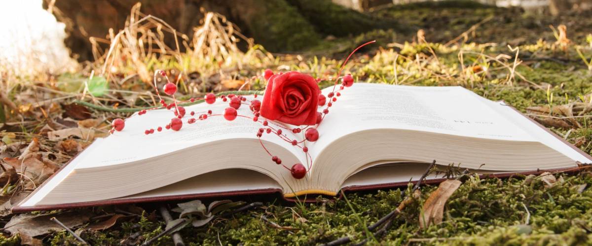 love theme - open book with rose on the moss in the forest at sunset