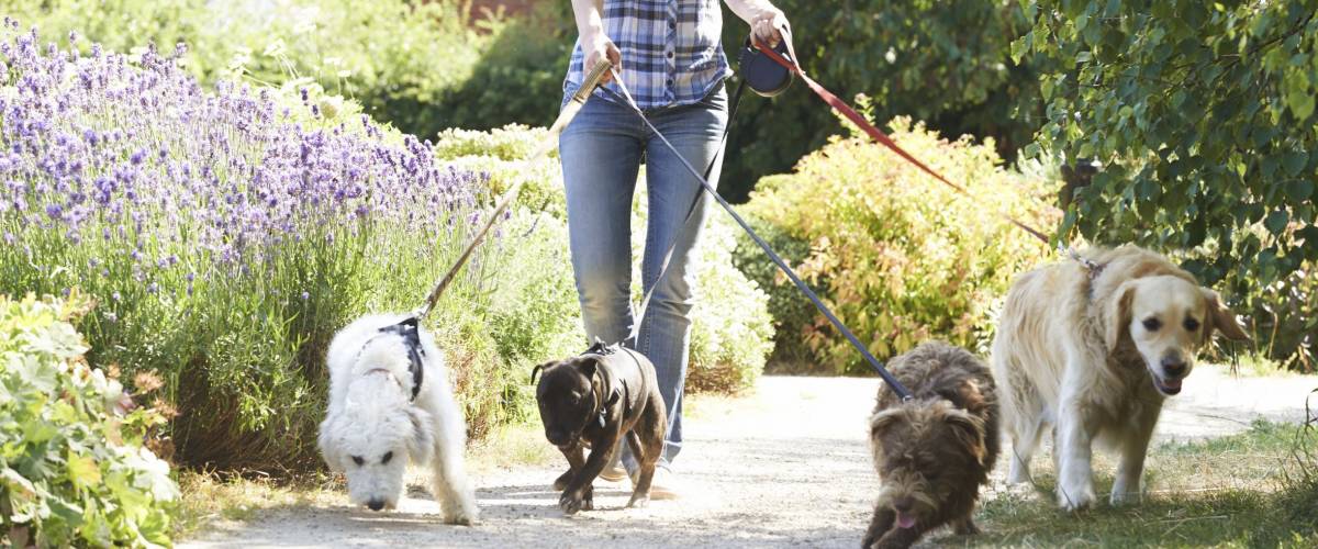 Professional Dog Walker Exercising Dogs In Park