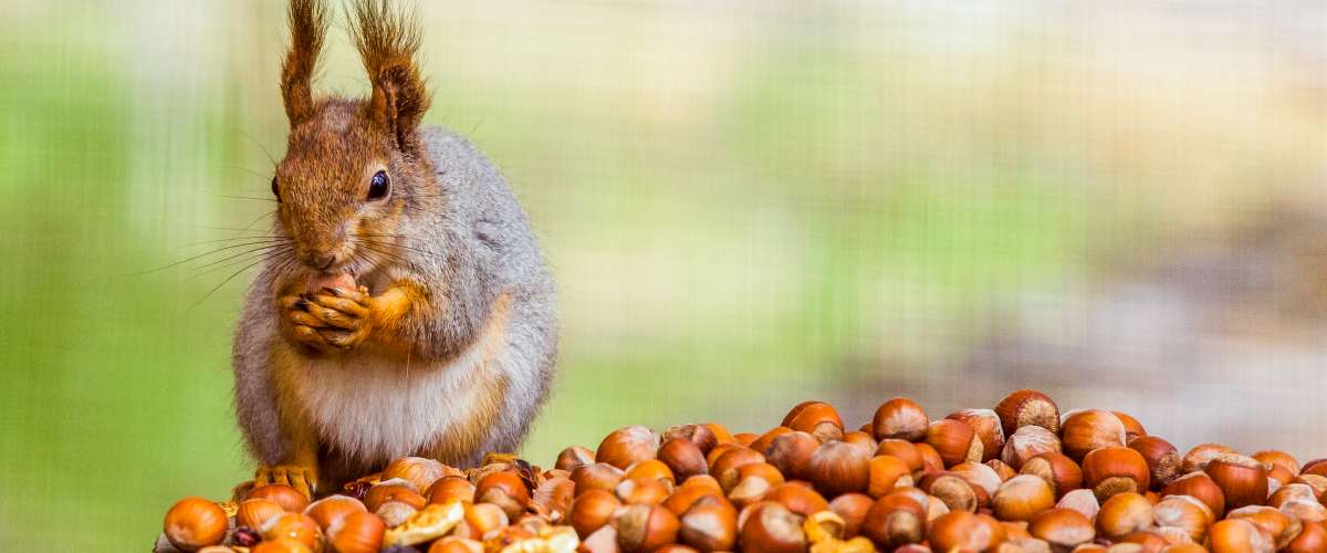 squirrel stockpiling nuts