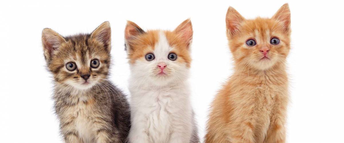Three small kittens isolated on a white background.