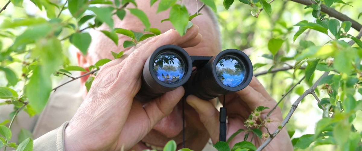 adult man holding black field binoculars with zoom, hiding in greenery