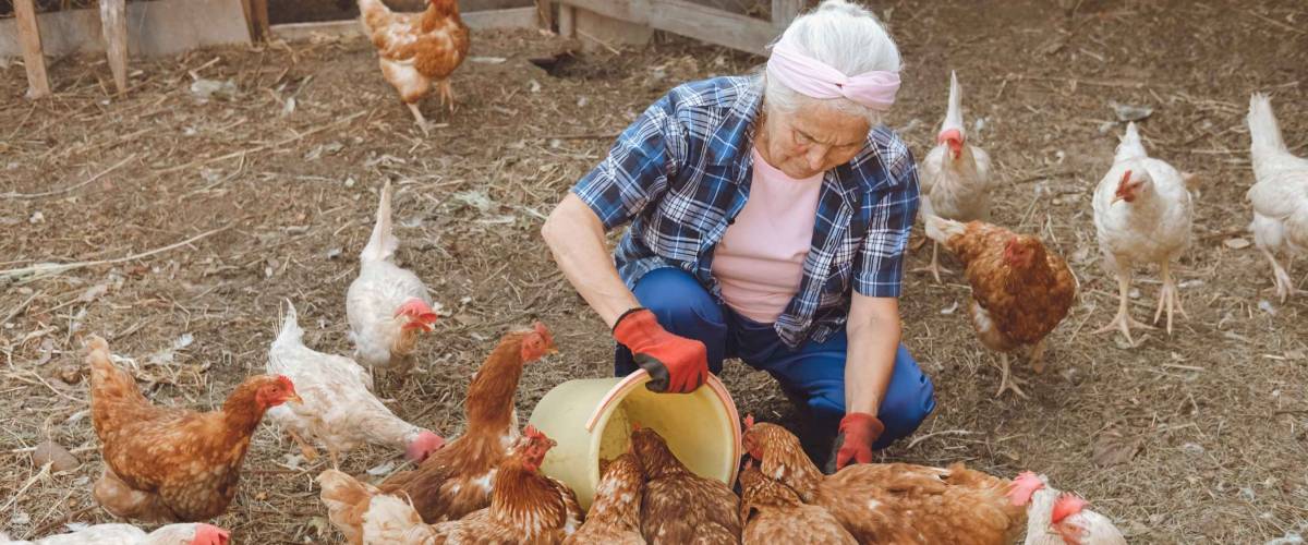 Elderly senior Caucasian smiling gray haired woman feeds chickens on her farm
