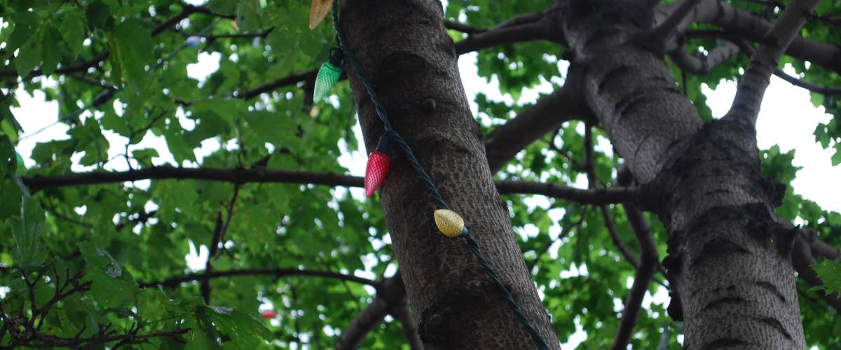 Christmas lights on trees outside in sunlight