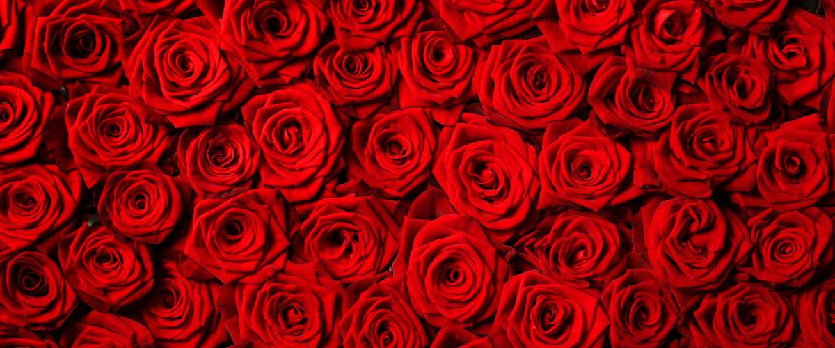 Natural red roses background
