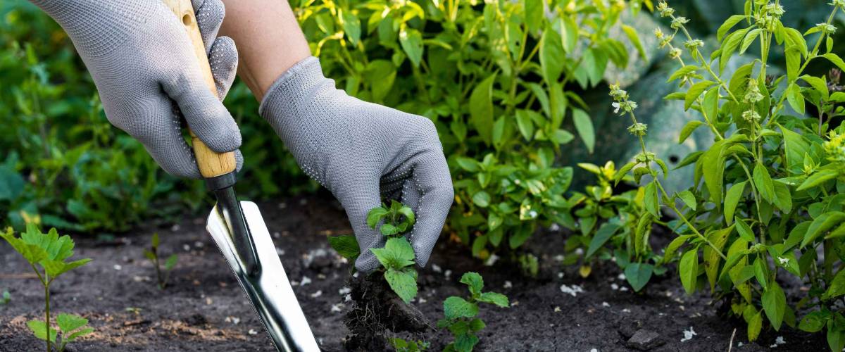 weed removal in a garden with a long root, care and cultivation of vegetables, plant cultivation, weed control, root remover in the hands of a gardener