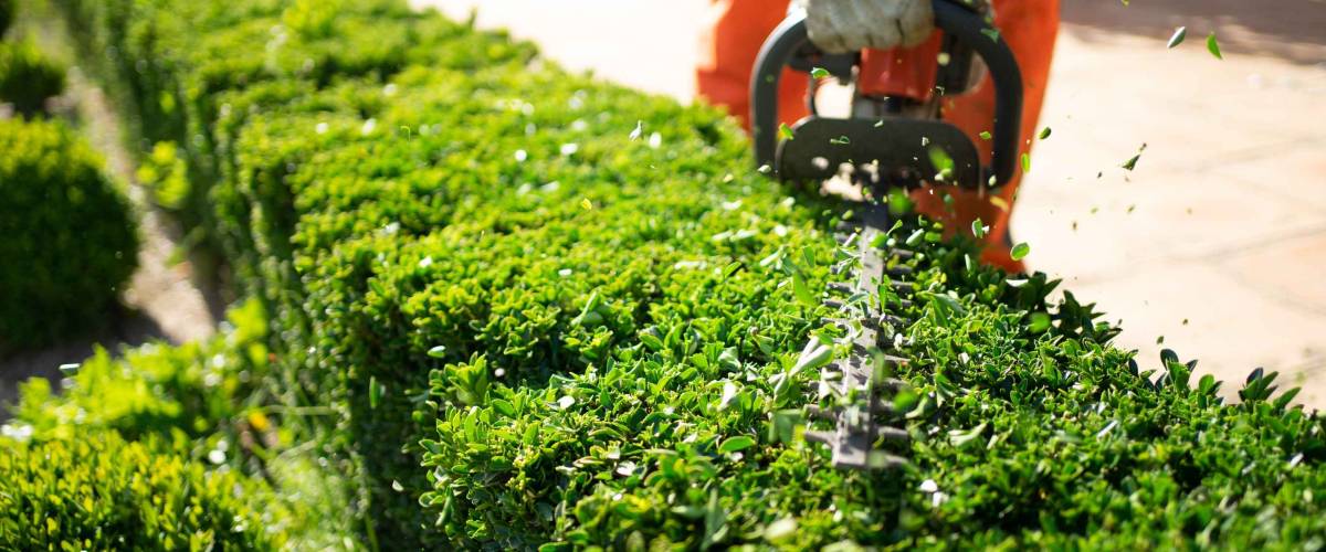 Home and garden concept. Hedge trimmer in action. Shrub trimming work. Shrub pruning. Gardening and trimming activities. Great detail of the cut leaves splashing.
