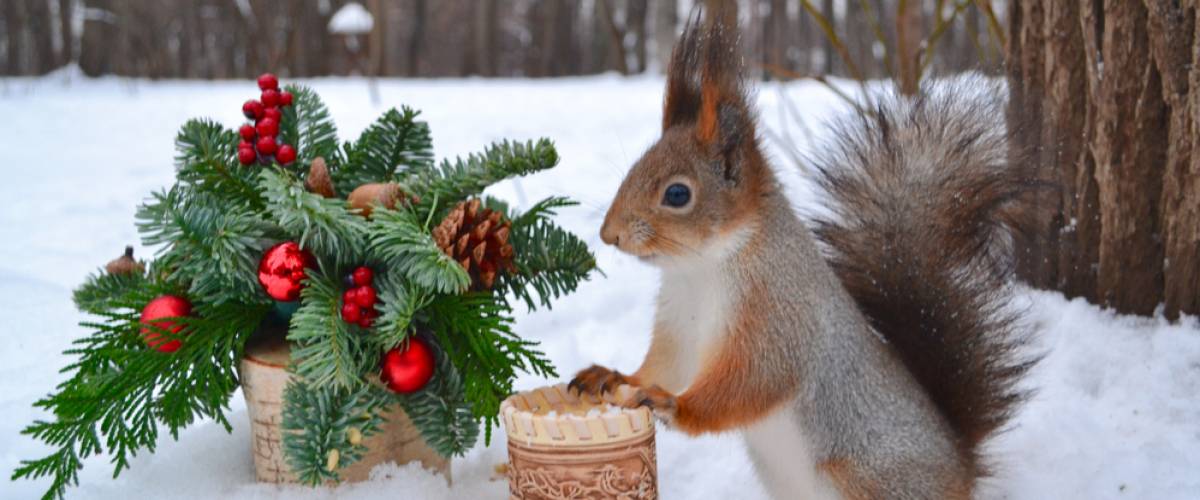 santa squirrel