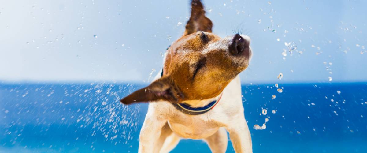 cute small dog shaking at the beach with closed eyes