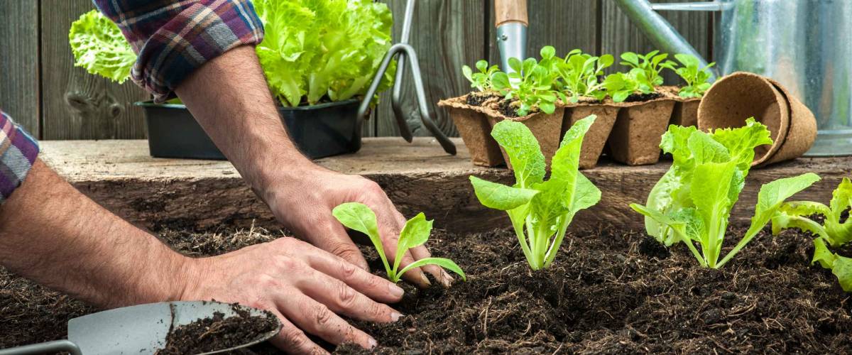 Person planting young seedlings of lettuce in a vegetable garden