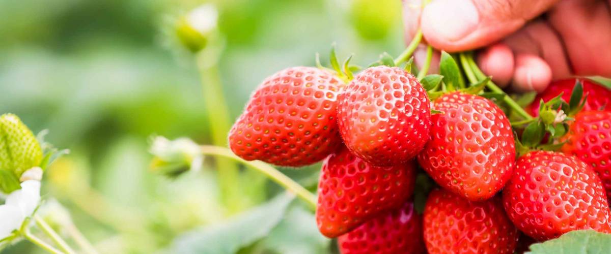 Strawberries in natural background