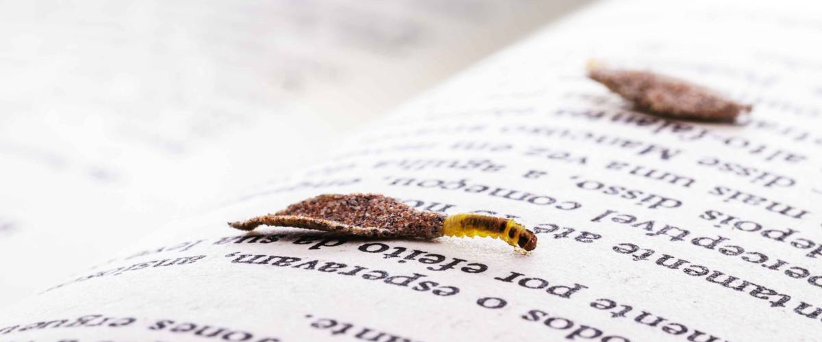 moth larva in cocoon on old book, feeding on paper or cellulose,