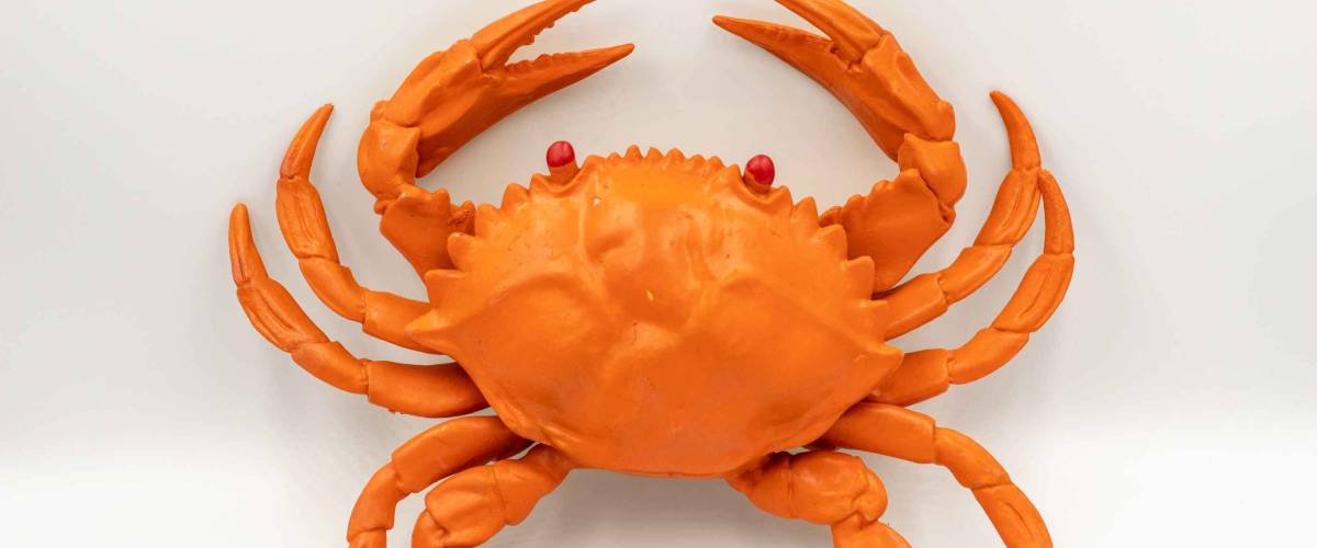 The toy made of rubber is a realistic crab shape.
