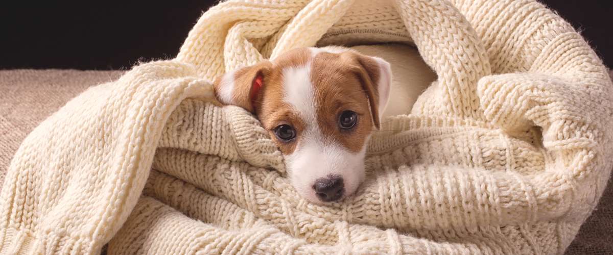 little puppy taking a rest in a cozy blanket