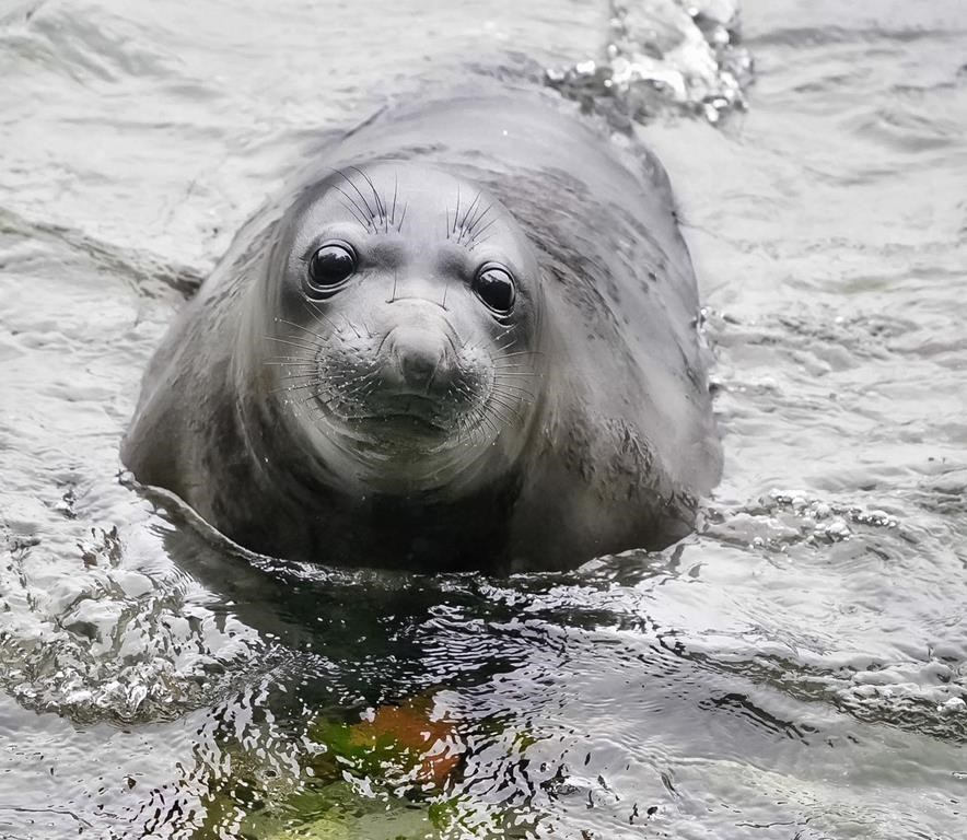 Emerson the elephant seal, who was around seven weeks old, learns how to swim at Deception Pass State Park in Washington State in a handout photo. 