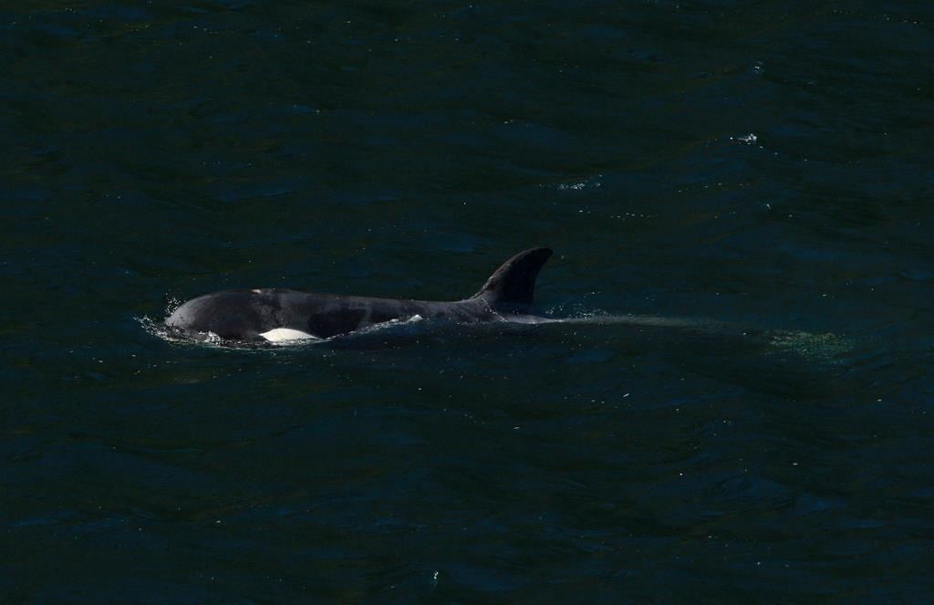 The orphaned orca calf who has been stranded in a lagoon in the northeastern part of Vancouver Island swam past the sand bar her mother died on and exited the lagoon early in the morning on F