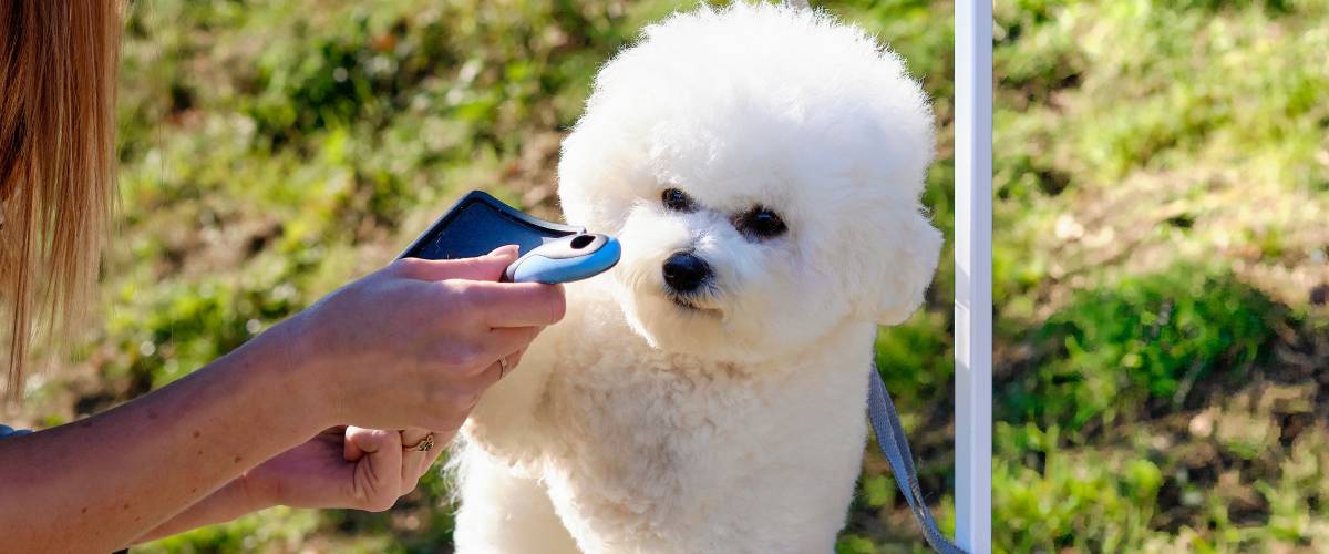 bichon frise getting groomed before a dog show
