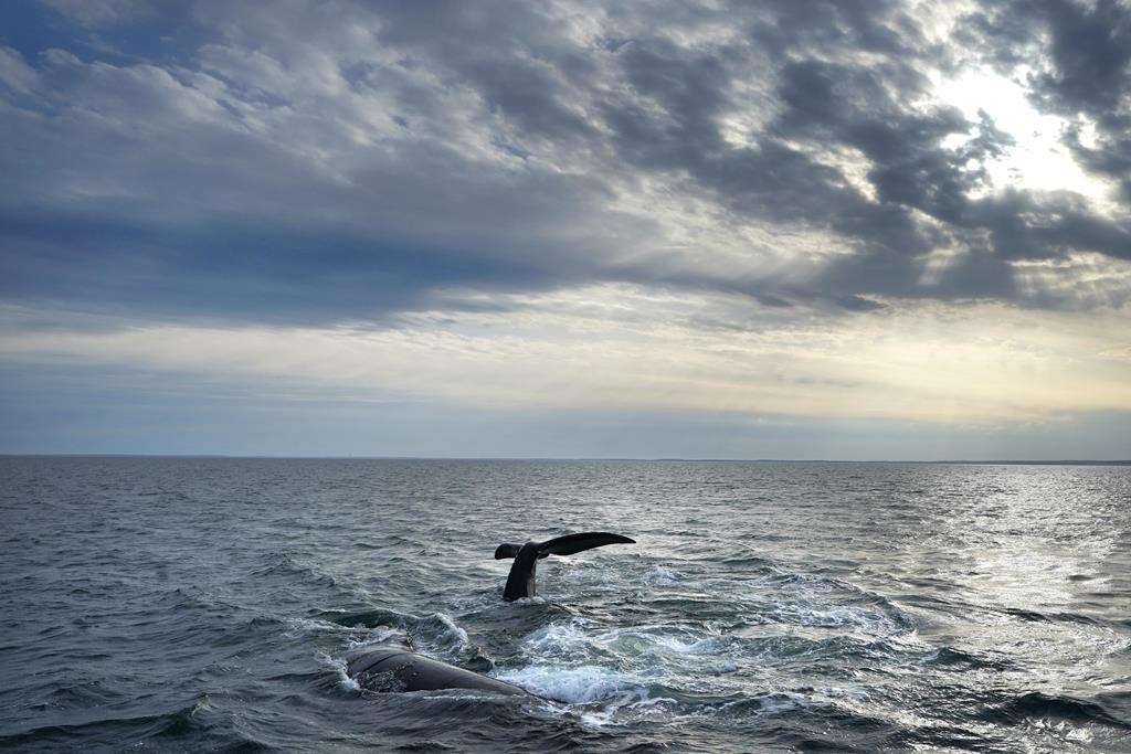 An endangered North Atlantic right whale entangled in fishing gear has been spotted in the Gulf of St. Lawrence, northeast of New Brunswick&#039;s Acadian Peninsula. A pair of North Atlantic right
